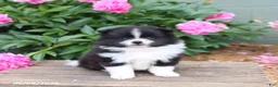 Pomeranian dogs for sale: Keisha - Ad 1