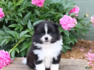 Pomeranian dogs for sale: Keisha - Ad 3