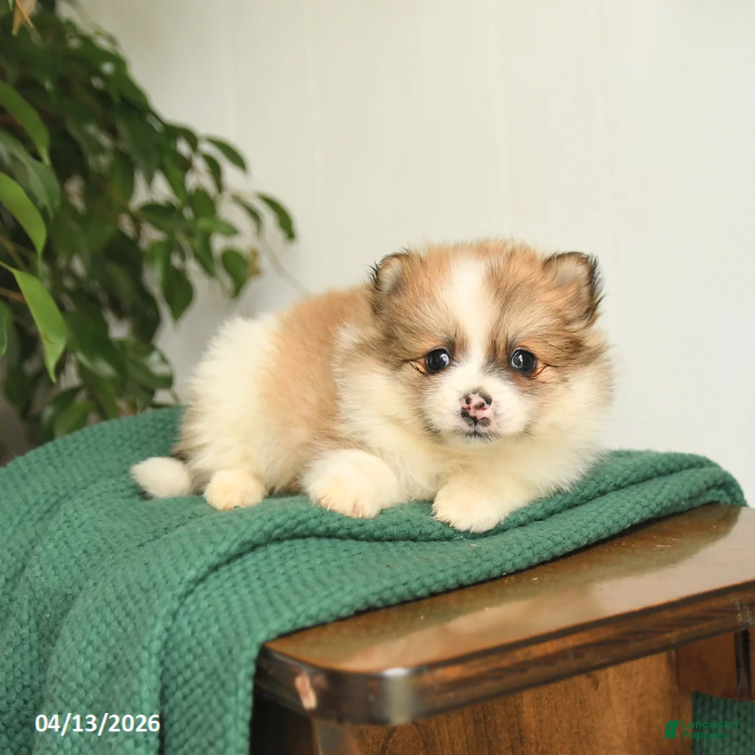 Mixed Breed dogs for sale: Blossom - Ad 3