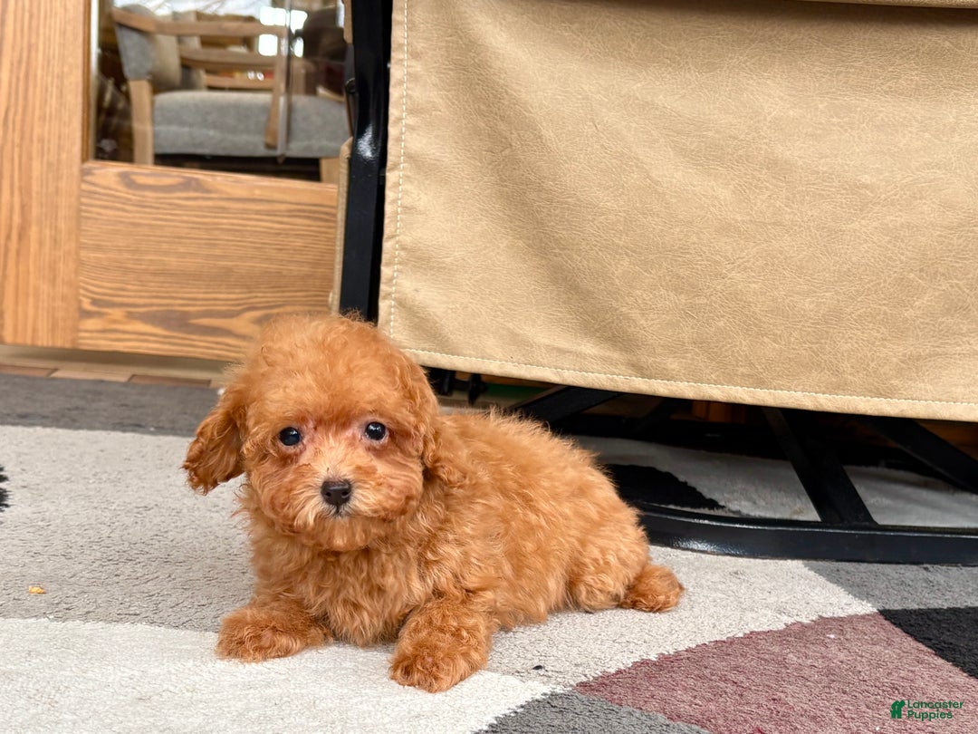 Maltipoo dogs for sale: Red Honey  - Ad 3