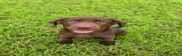 Labrador Retriever dogs for sale: Oscar - Ad 3