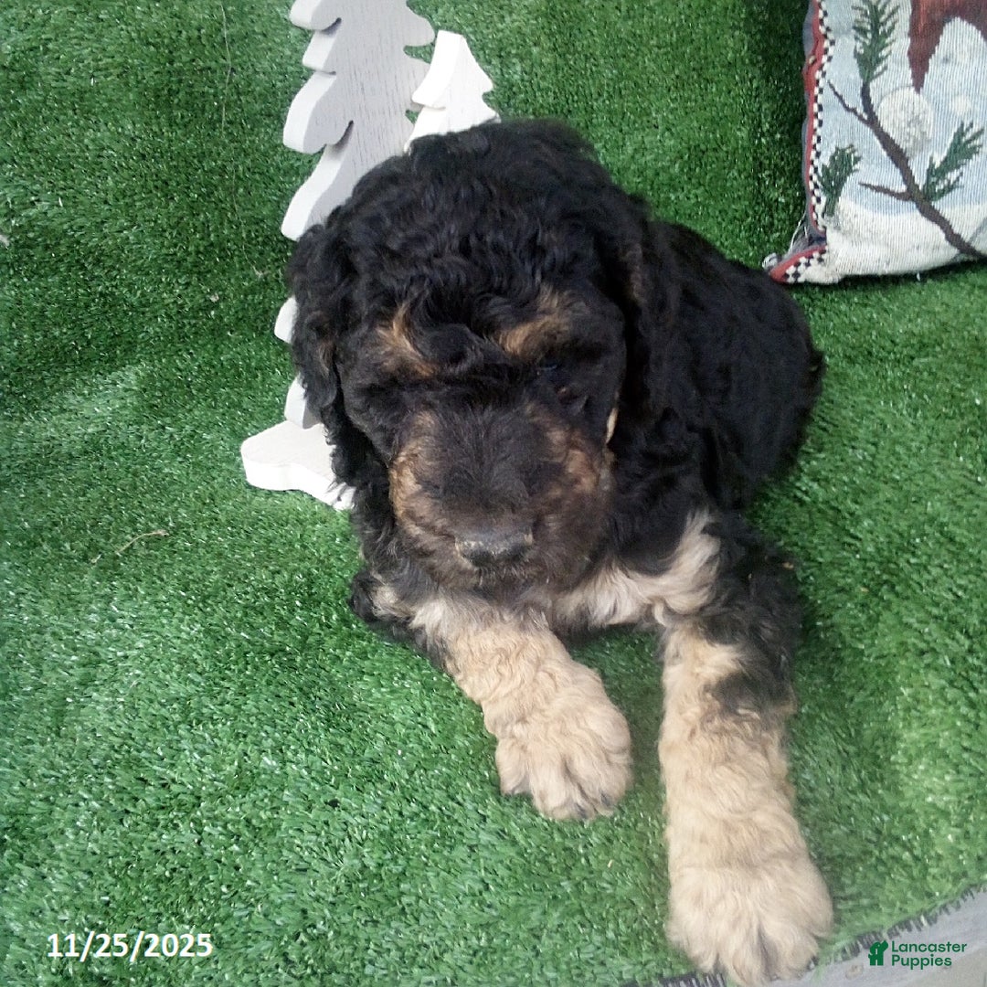 Goldendoodle dogs for sale: Bear - Ad 6