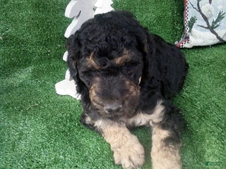 Goldendoodle dogs Bear - Ad 32