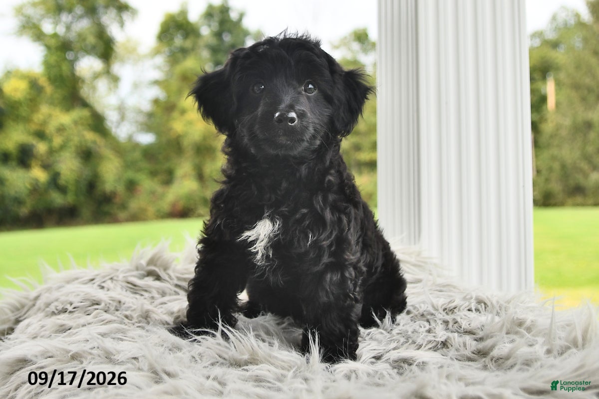 Morkie dogs Piper - Ad 1