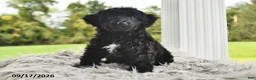 Morkie dogs for sale: Piper - Ad 1