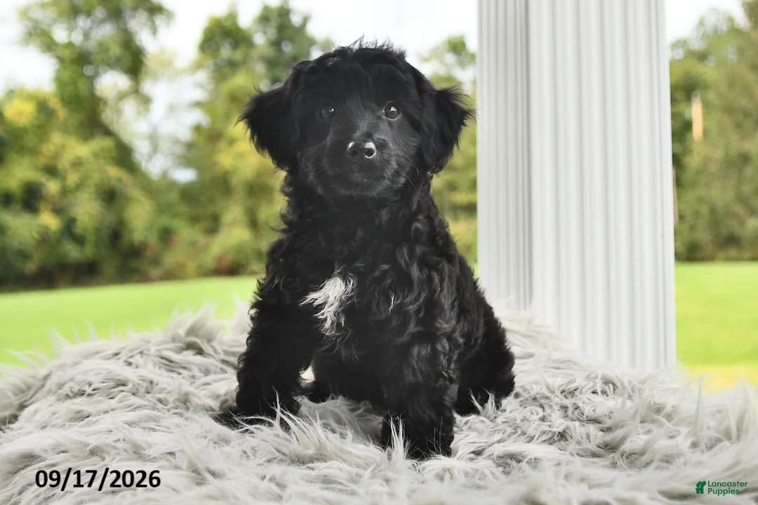 Morkie dogs for sale: Piper - Ad 1