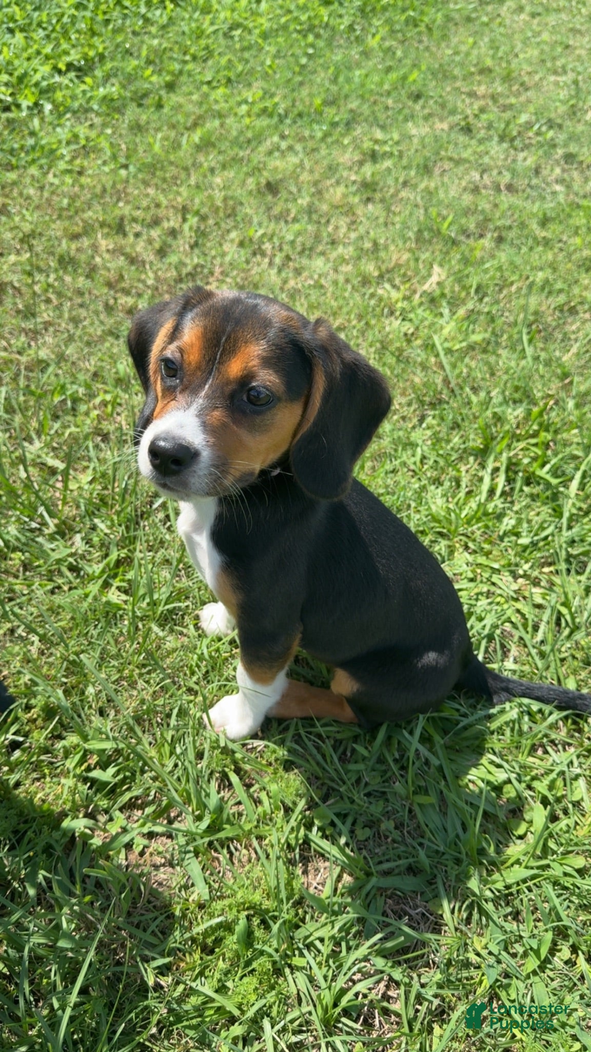 Beagle dogs Beagle 1 - Ad 4