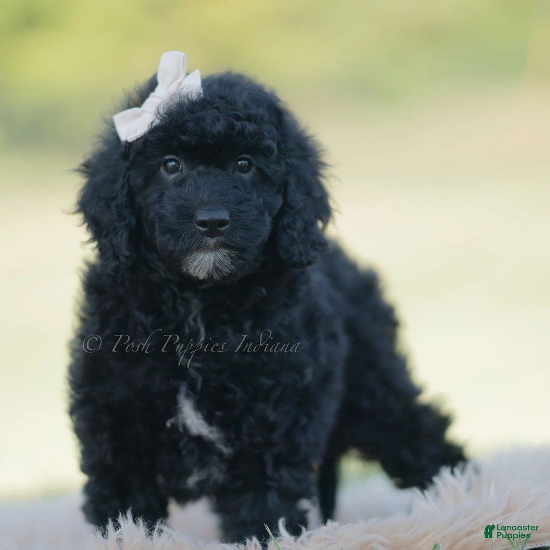Mini Goldendoodle dogs for sale: Bailey - Ad 1