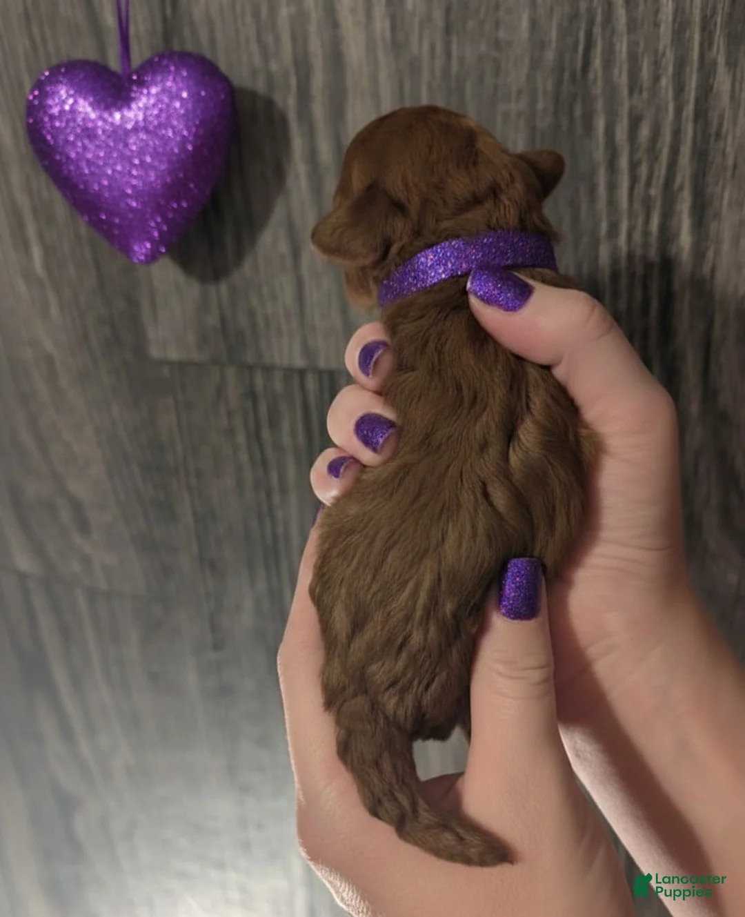 Toy Poodle dogs for sale: Cinnamon 💜 - Ad 1