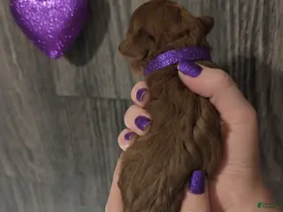 Toy Poodle dogs Cinnamon 💜 - Ad 16