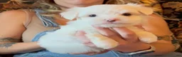 Maltese dogs for sale: Coco - Ad 1