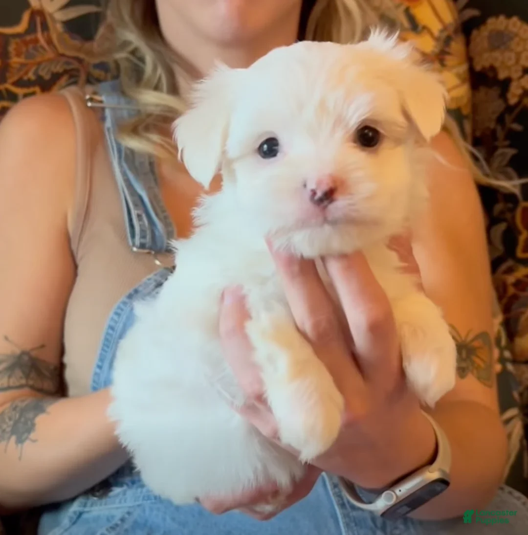 Maltese dogs for sale: Coco - Ad 1