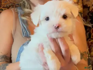 Maltese dogs Coco - Ad 24