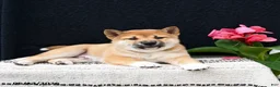 Shiba Inu dogs for sale: Jumper - Ad 5