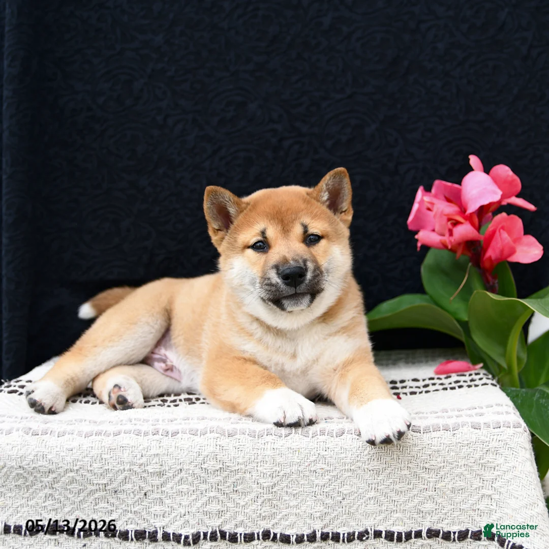 Shiba Inu dogs for sale: Jumper - Ad 5