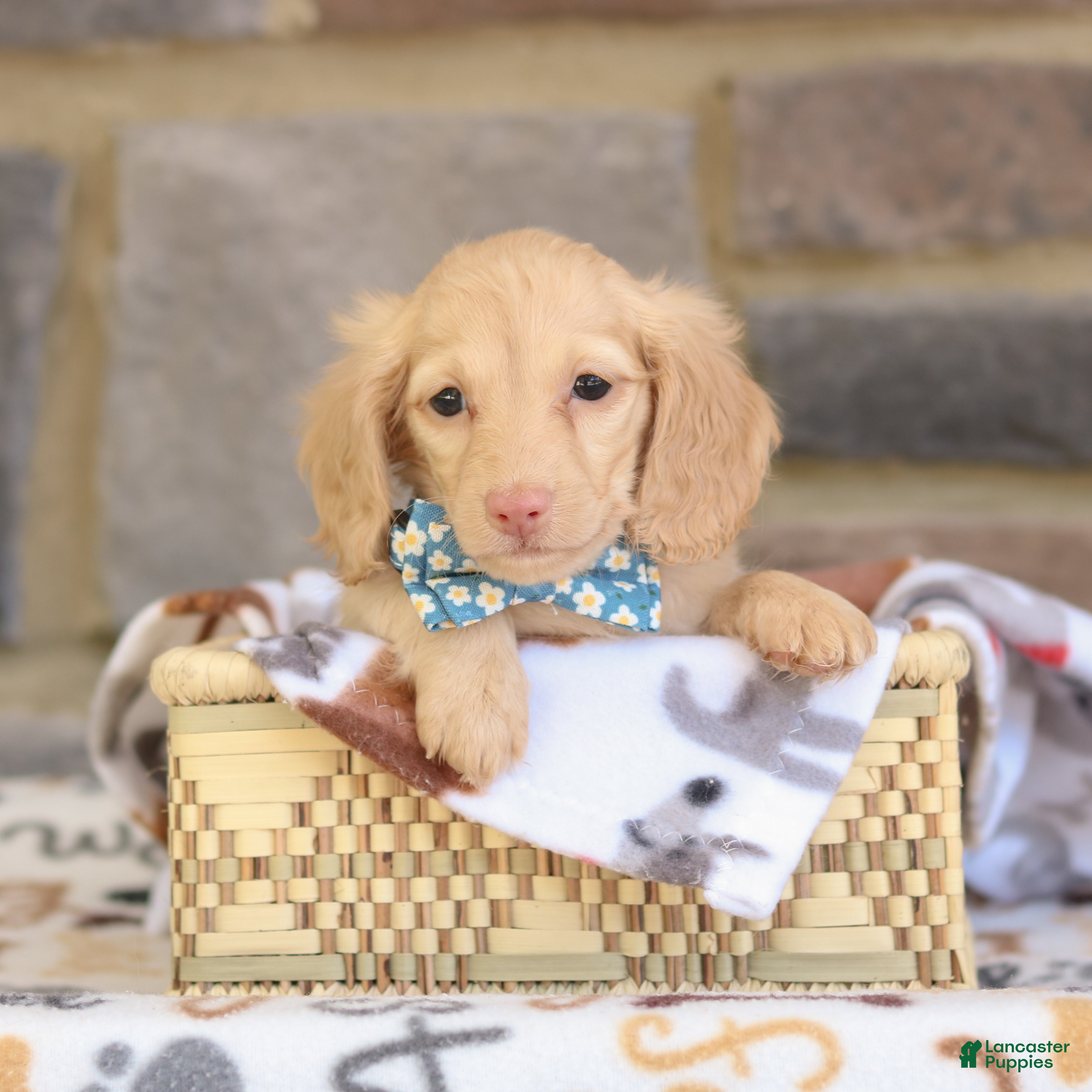 Miniature Dachshund dogs Nikkie - Ad 2