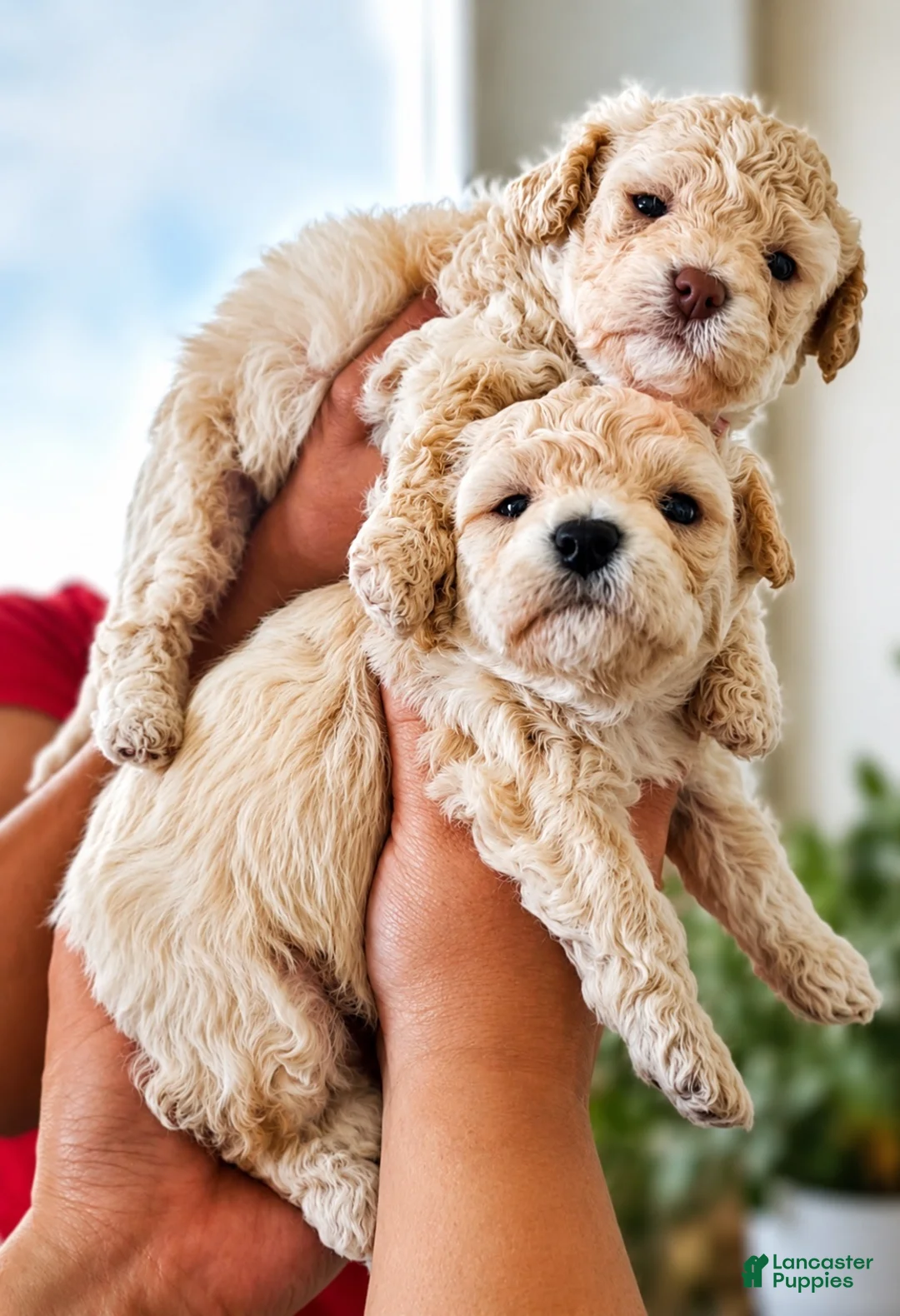 Bichpoo dogs for sale: Bichpoo 4 - Ad 2