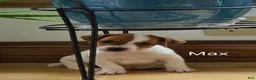 Jack Russell Terrier dogs for sale: Max - Ad 5