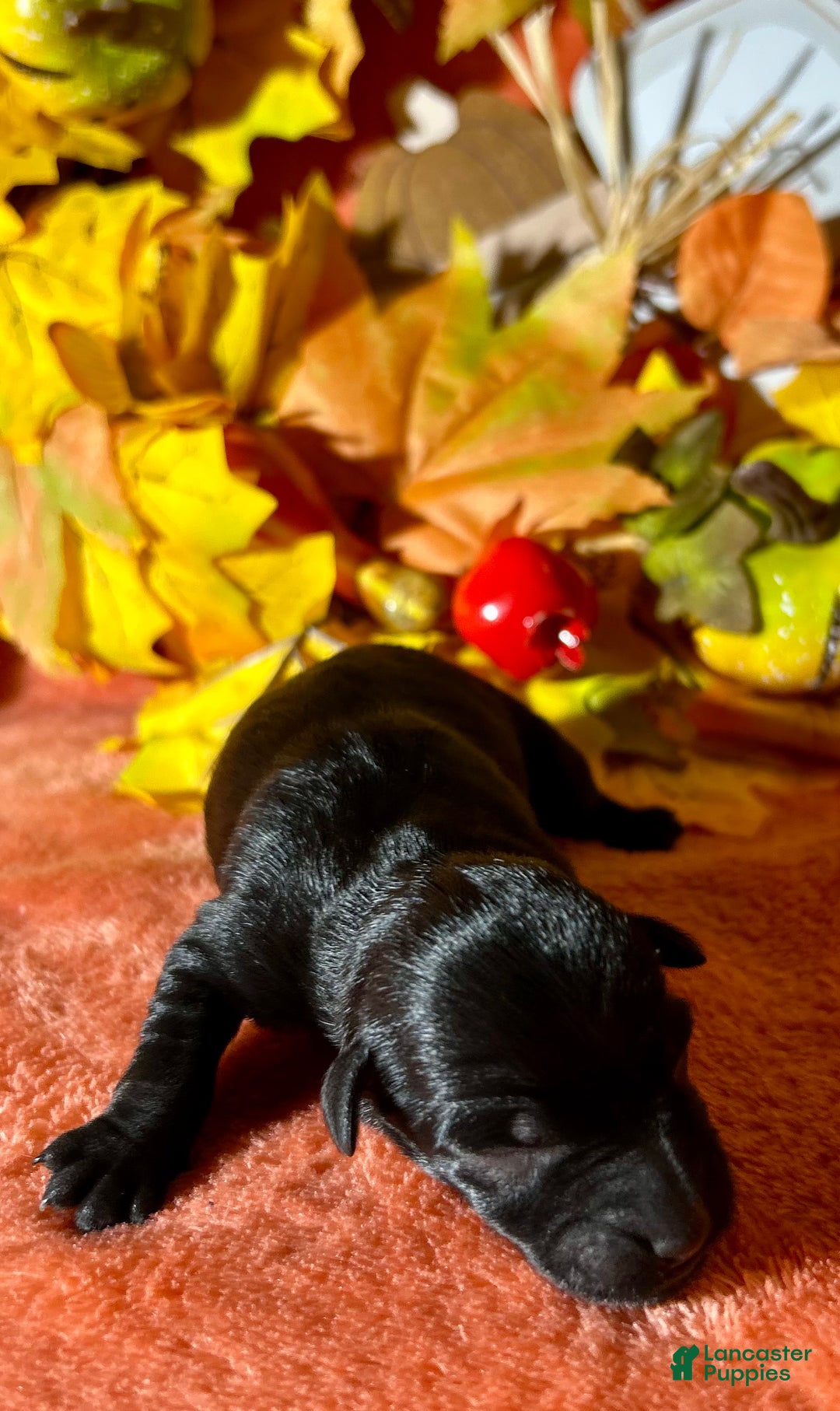 Miniature Schnauzer dogs for sale: Miniature Schnauzer Puppy 4 - Ad 7