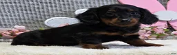 Miniature Dachshund dogs for sale: Emma - Ad 7