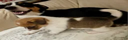 Mixed Breed dogs for sale: Orpheus - Ad 40