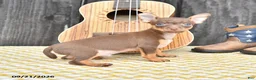 Chihuahua dogs for sale: Jinx - Ad 4