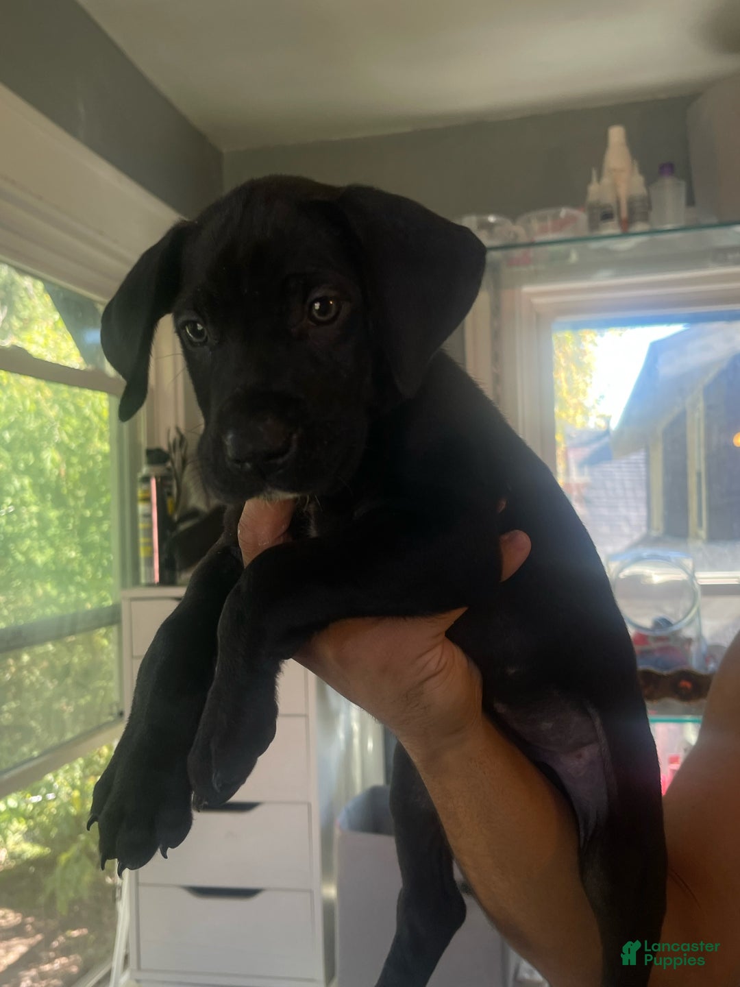 Great Dane dogs for sale: Sasha - Ad 1