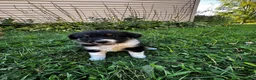 Australian Shepherd dogs for sale: Rosie - Ad 7