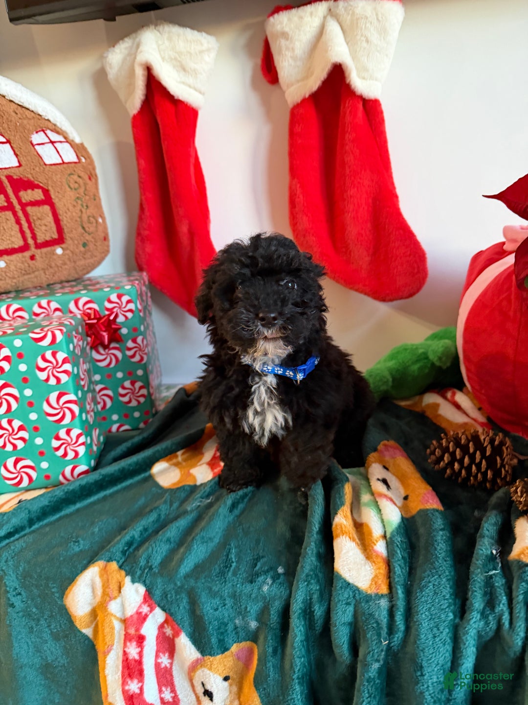 Toy Poodle dogs for sale: Billy - Ad 3