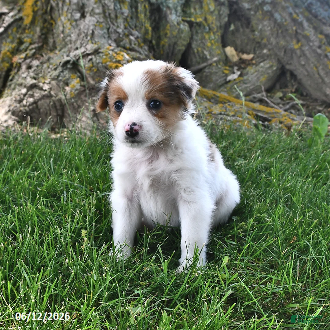 Mixed Breed dogs for sale: Scout - Ad 2