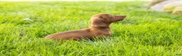 Miniature Dachshund dogs for sale: Ira  - Ad 6