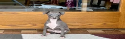 Italian Greyhound dogs for sale: Cj - Ad 7
