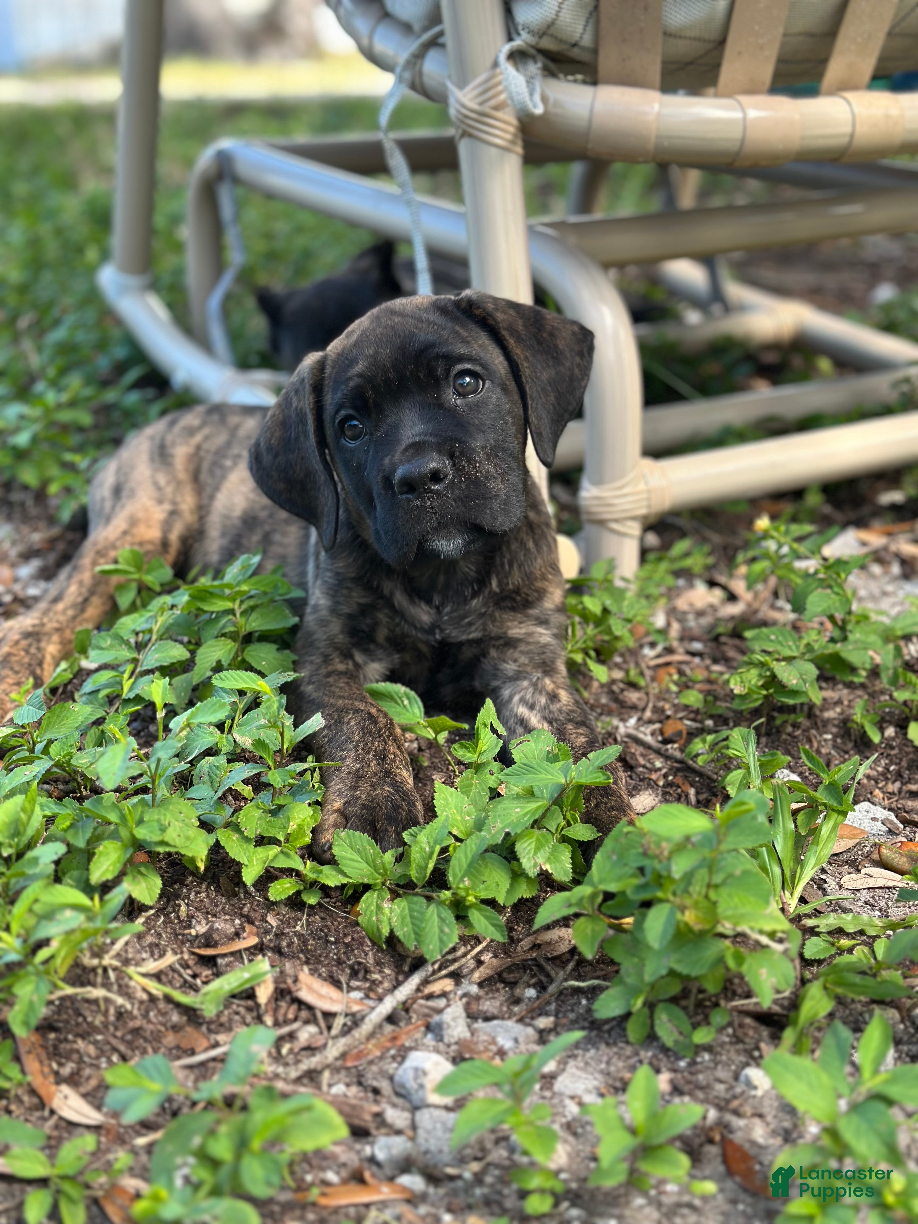 Cane Corso dogs  Bonnie black brindle - Ad 1