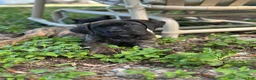 Cane Corso dogs for sale:  Bonnie black brindle - Ad 1
