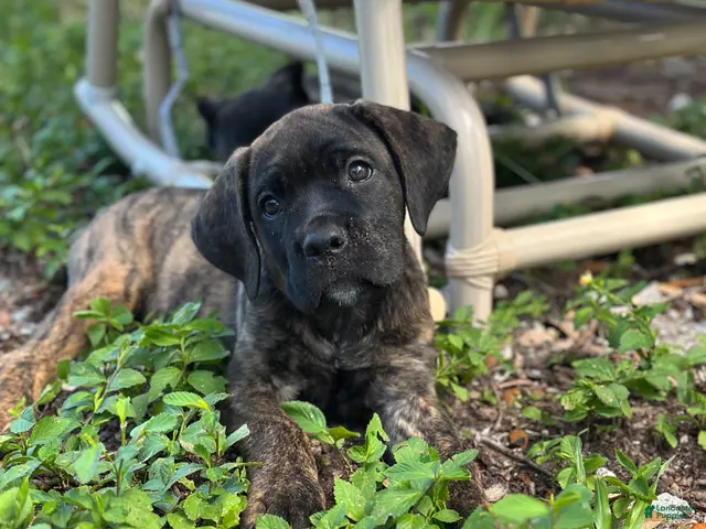 Cane Corso dogs Bonnie black brindle - Ad 1
