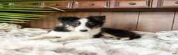 Shetland Sheepdog dogs for sale: Ken  - Ad 5