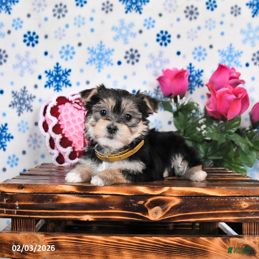 Morkie dogs Mandy - Ad 9
