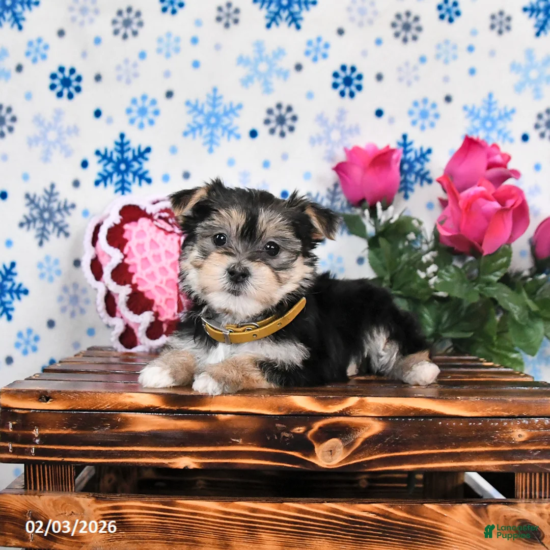 Morkie dogs for sale: Mandy - Ad 1