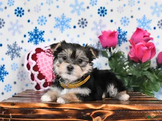 Morkie dogs Mandy - Ad 9