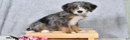 Mini Bernedoodle dogs for sale: Winston - Ad 5