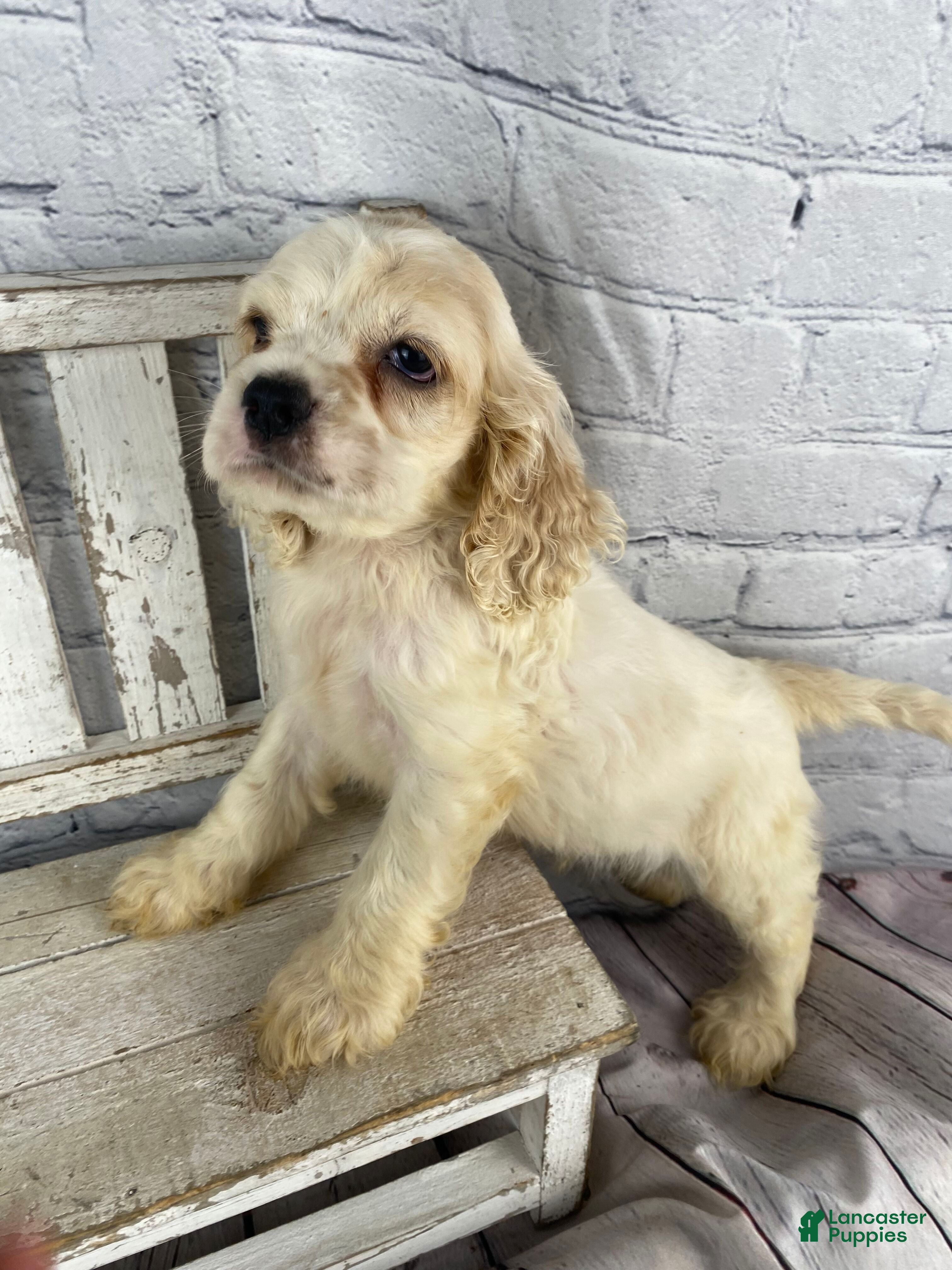 Cocker Spaniel dogs Banjo - Ad 1