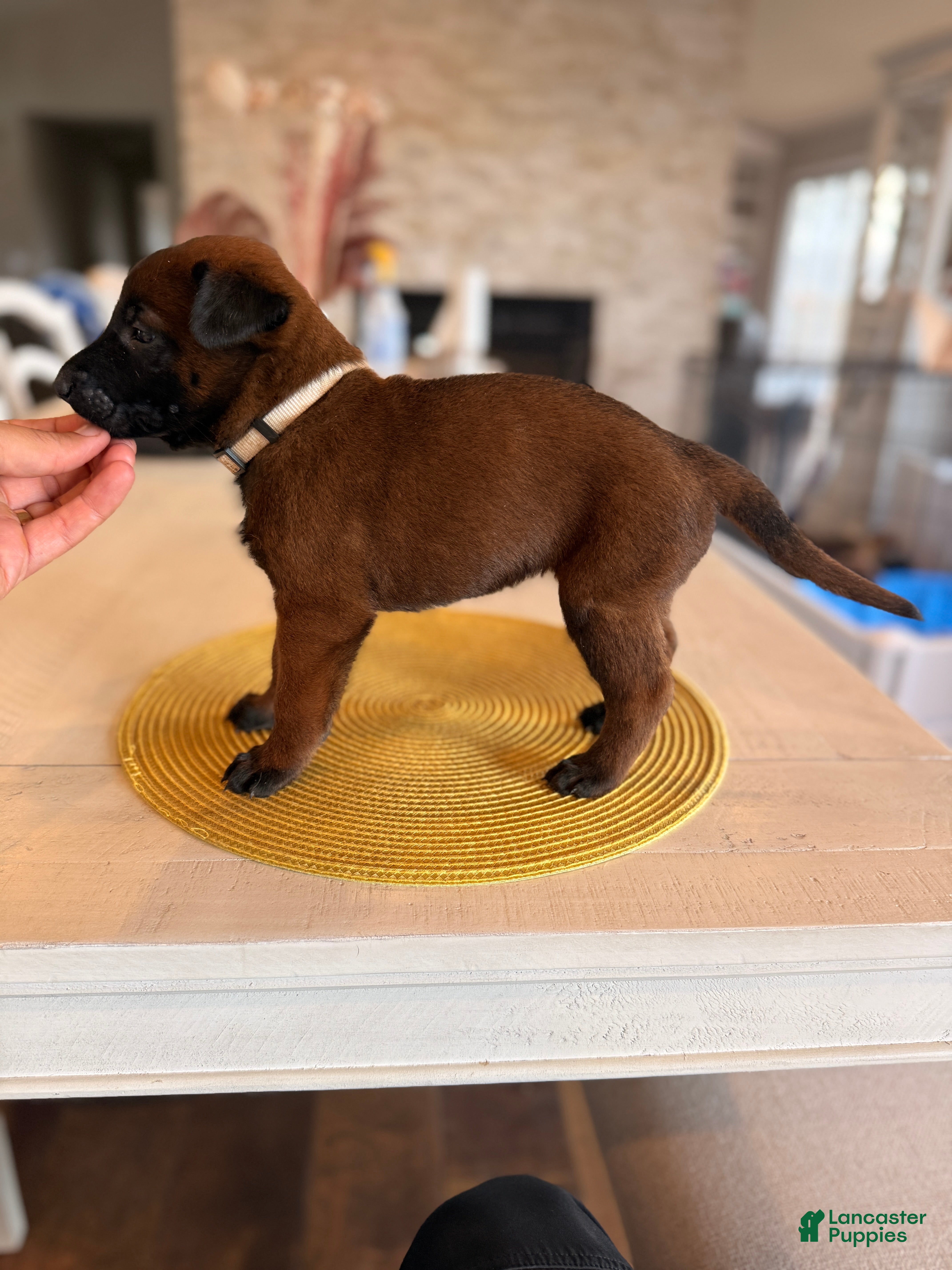 Belgian Malinois dogs Jackie Brown - Ad 2