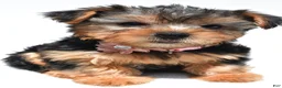Yorkshire Terrier dogs for sale: Beth - Ad 3