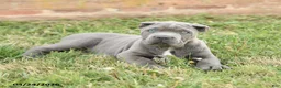 Cane Corso dogs for sale: Cody - Ad 4