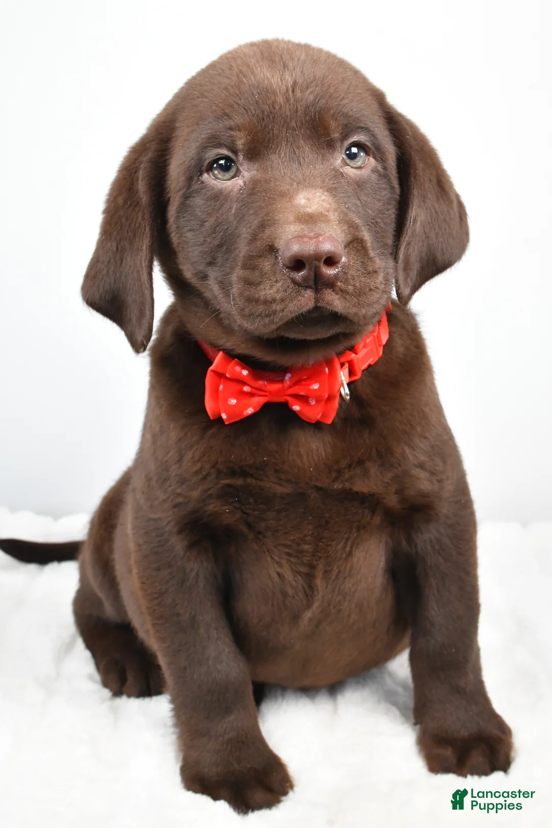 Labrador Retriever dogs for sale: Mocha - Ad 3