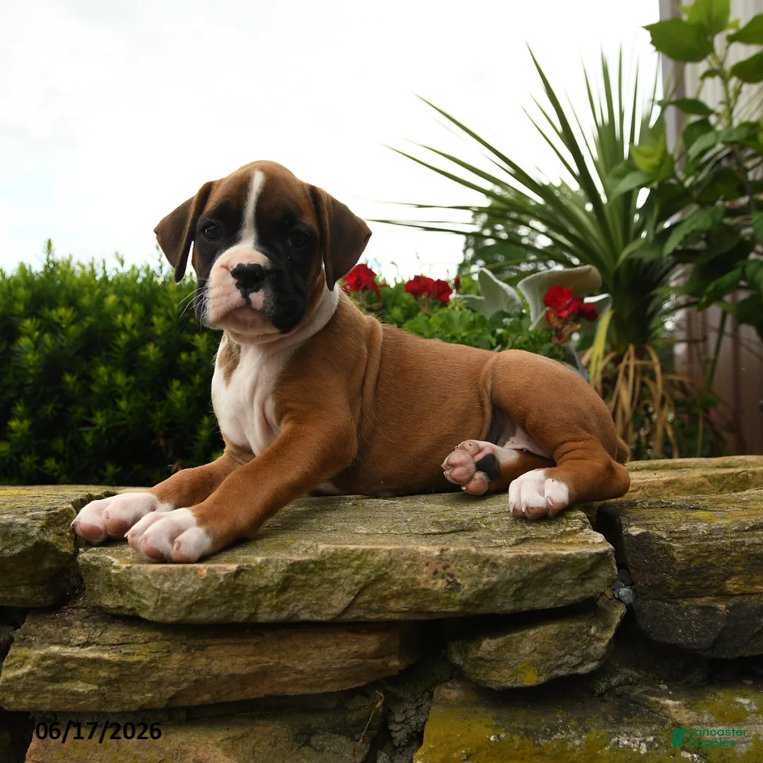 Boxer dogs for sale: Tahiti - Ad 2
