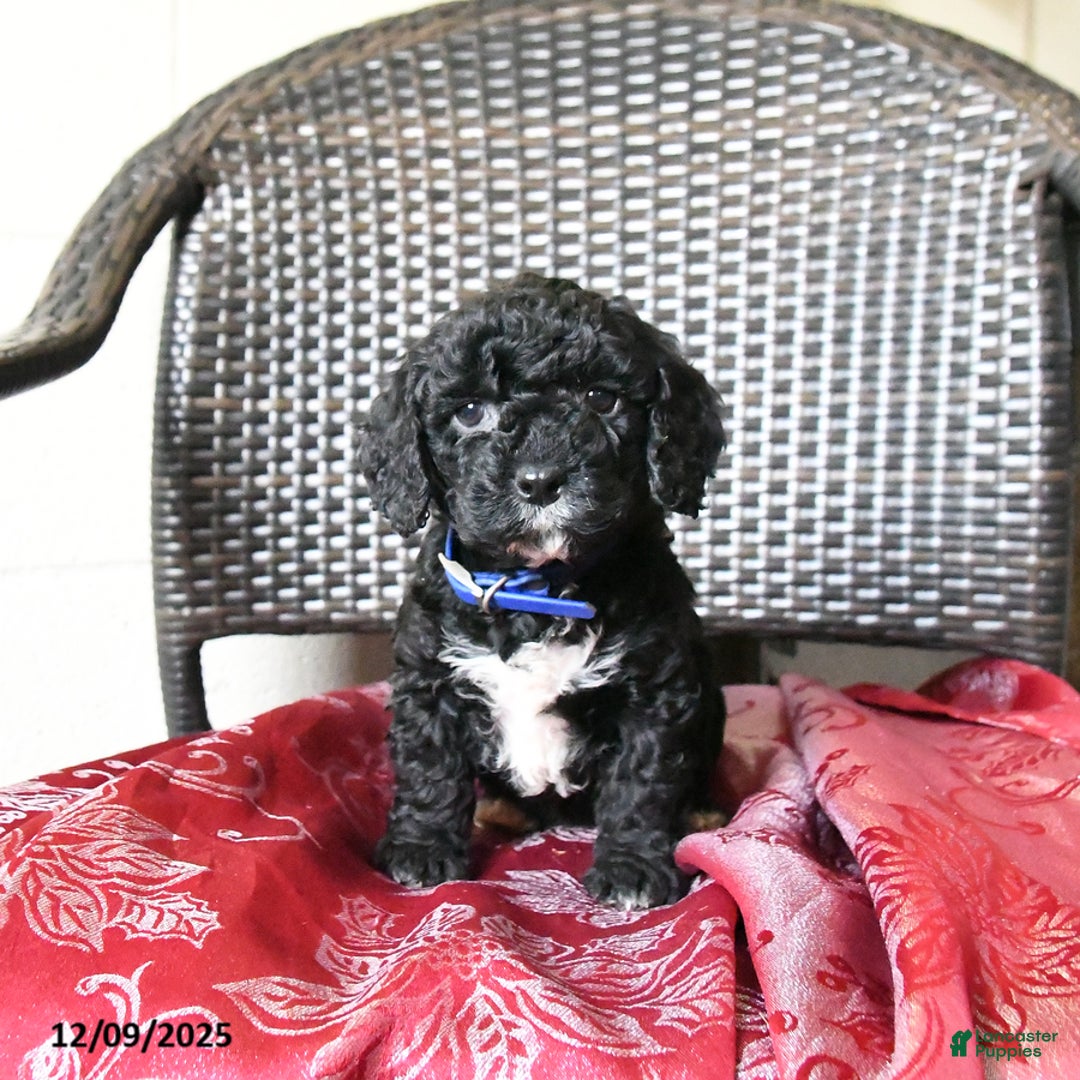 Cockapoo dogs for sale: Millie - Ad 2