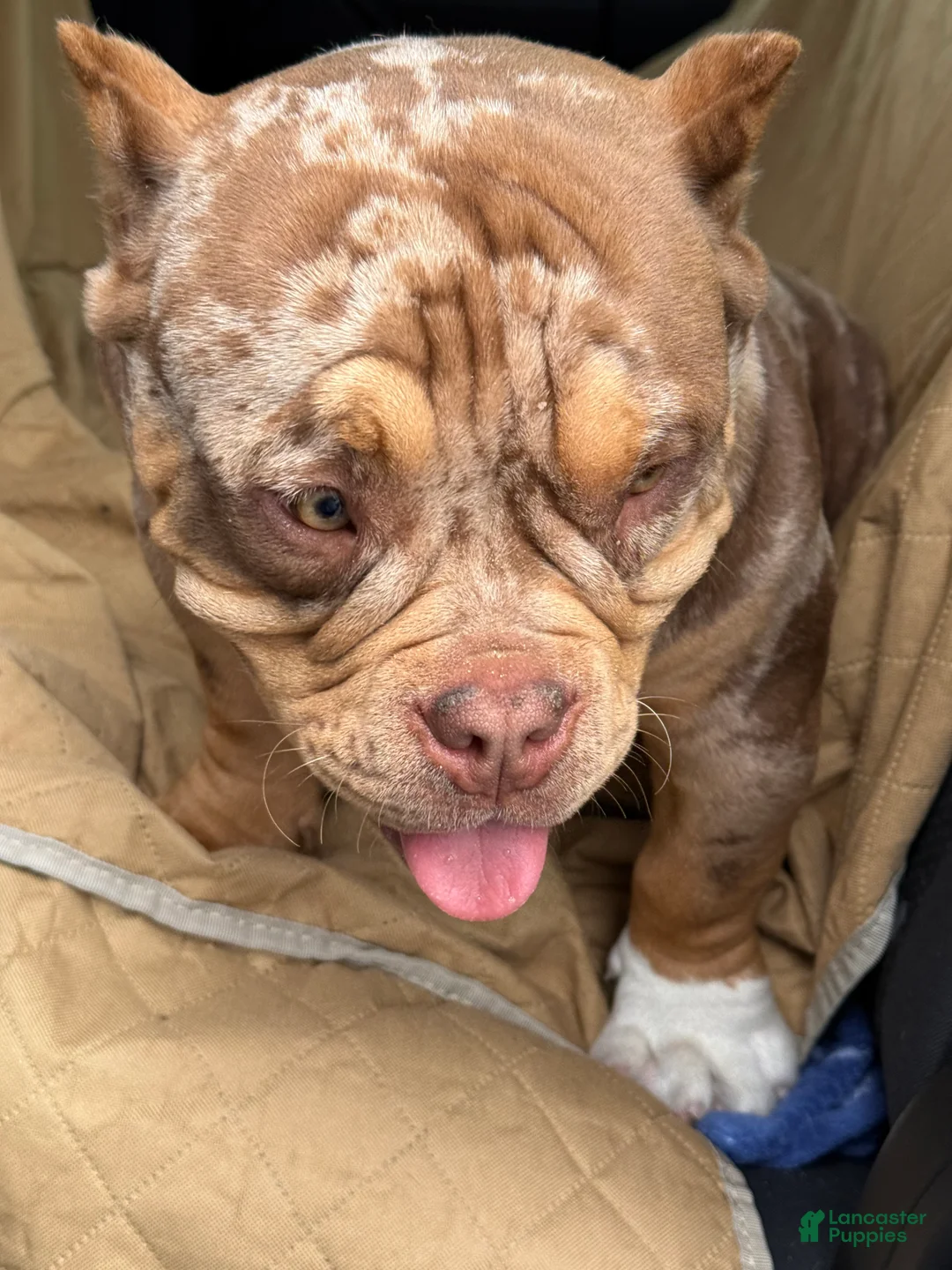 American Bully dogs for sale: American Bully Puppy 1 - Ad 6