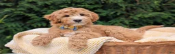 Mini Goldendoodle dogs for sale: Mr. Moose - Ad 4