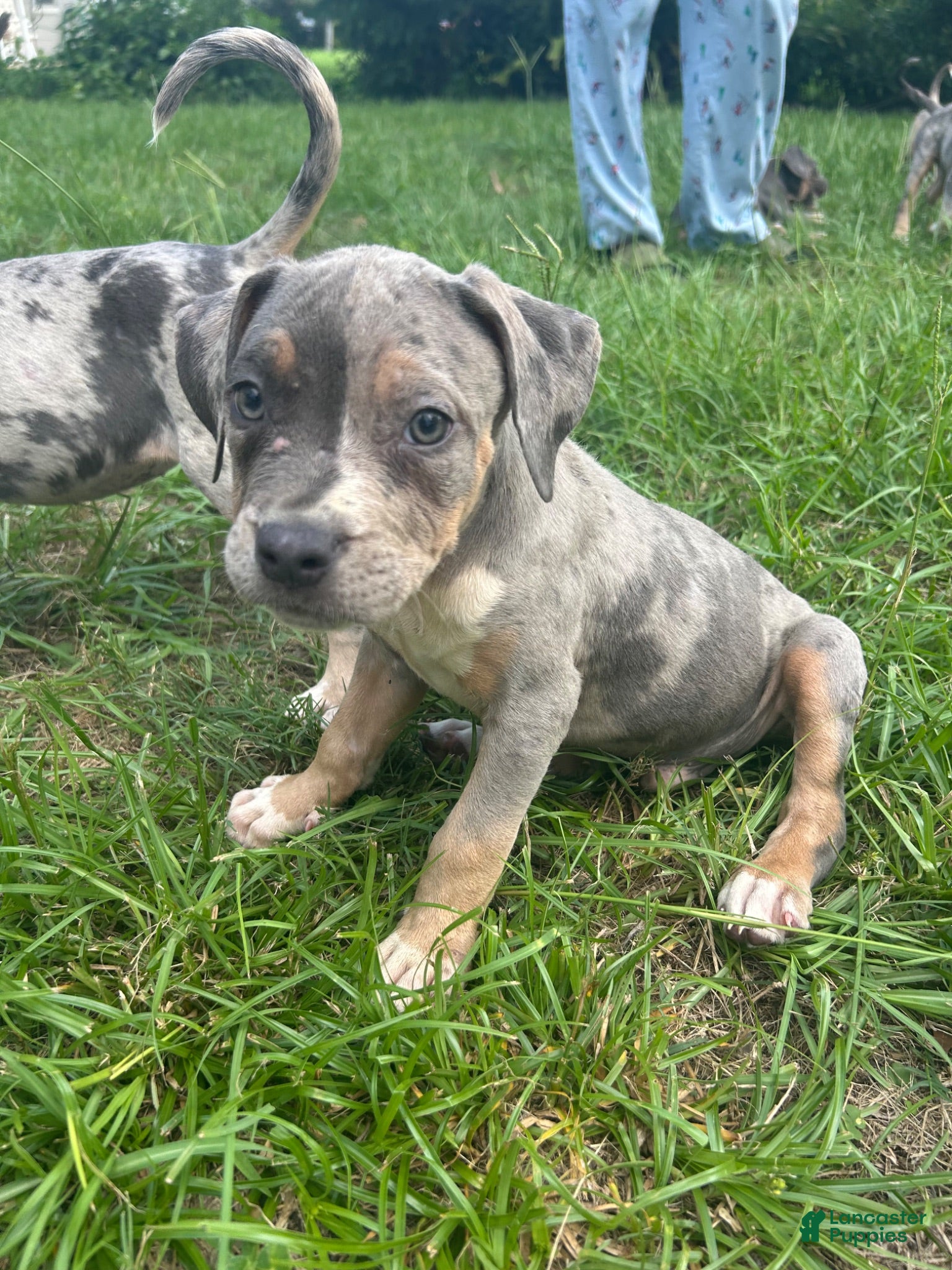 American Pit Bull Terrier dogs for sale: American Pit Bull Terrier 3 - Ad 3